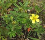 Potentilla heidenreichii. Цветущее растение. Подмосковье, окр. г. Одинцово, разнотравный луг. Июль 2014 г.