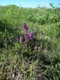 Dactylorhiza psychrophila