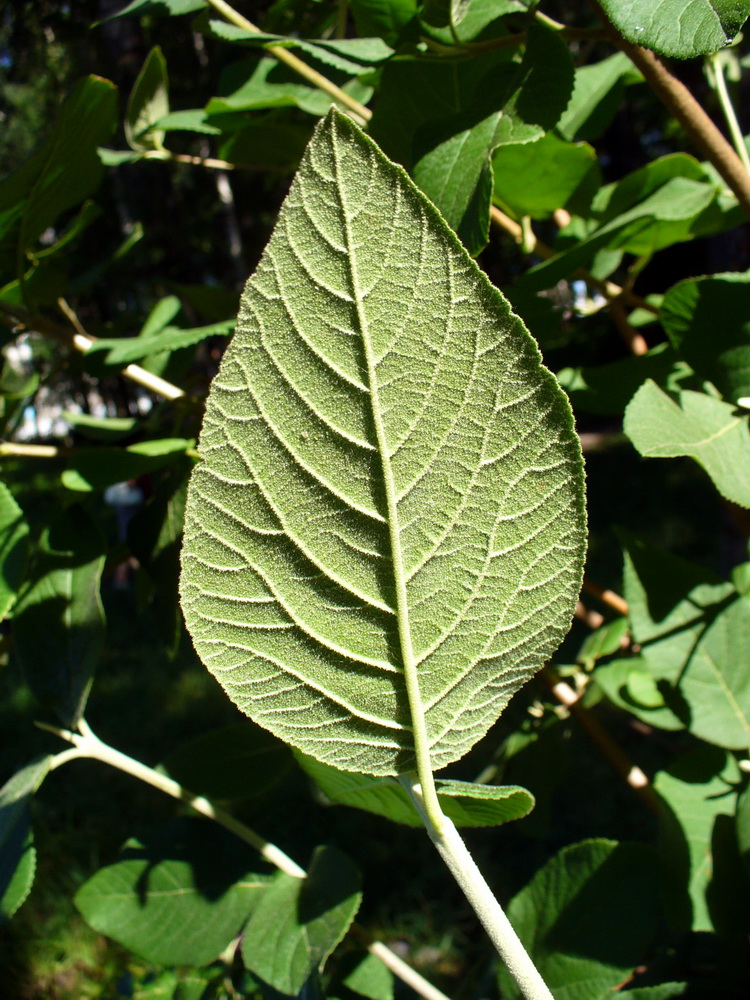 Image of Viburnum lantana specimen.