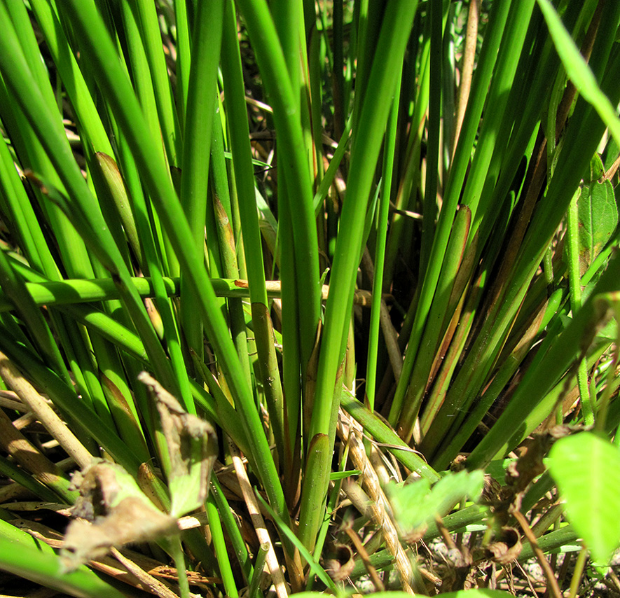 Изображение особи Juncus effusus.