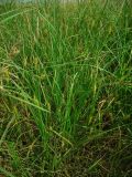 Carex hirta. Плодоносящее растение на суходольном лугу. Удмуртия, Завьяловский район, окрестности д. Дуброво. 18.07.2009.