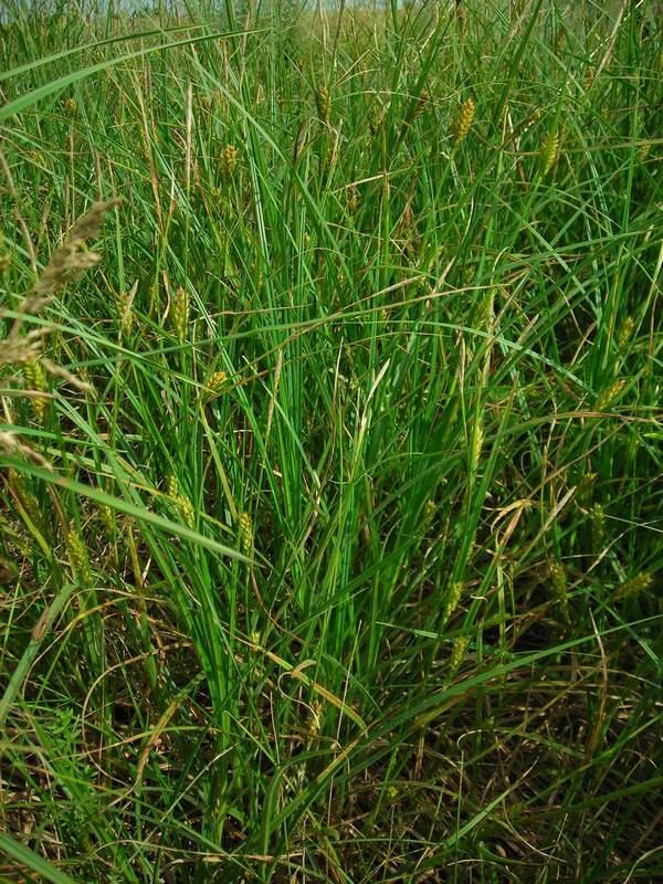 Image of Carex hirta specimen.