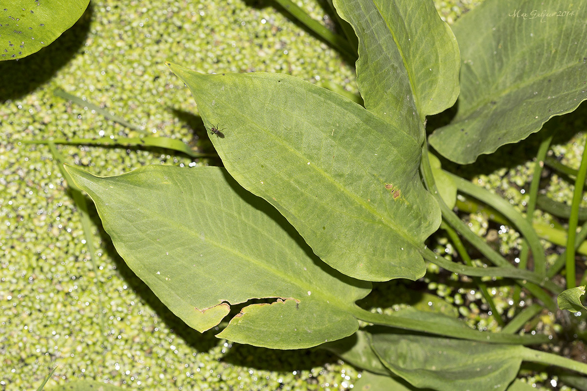 Image of Alisma plantago-aquatica specimen.