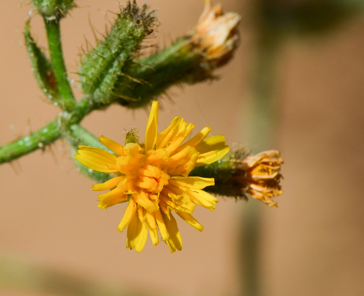 Image of Crepis aspera specimen.