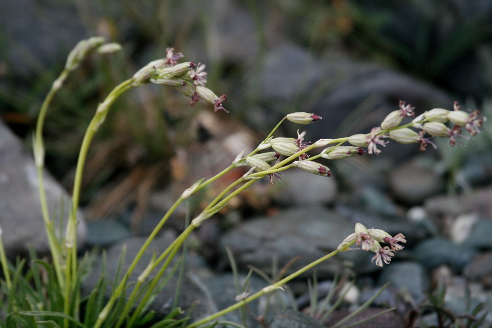 Image of Silene graminifolia specimen.