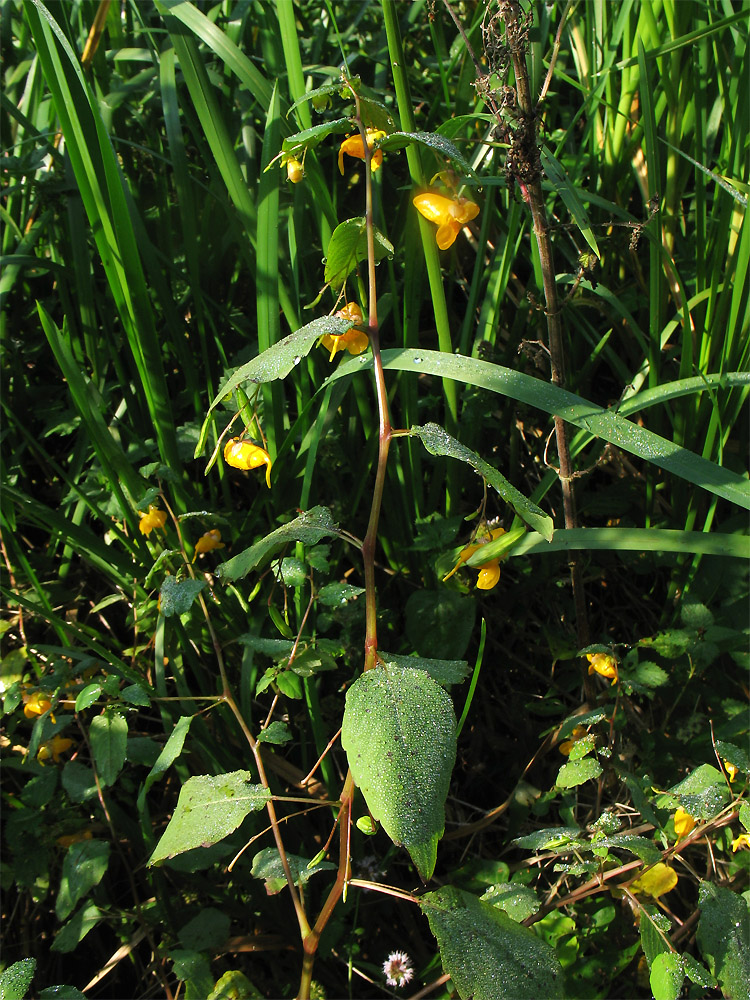 Изображение особи Impatiens capensis.