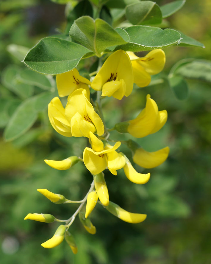 Изображение особи Laburnum anagyroides.