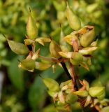 Hypericum frondosum. Невызревшие плоды. Германия, г. Крефельд, Ботанический сад. 06.09.2014.