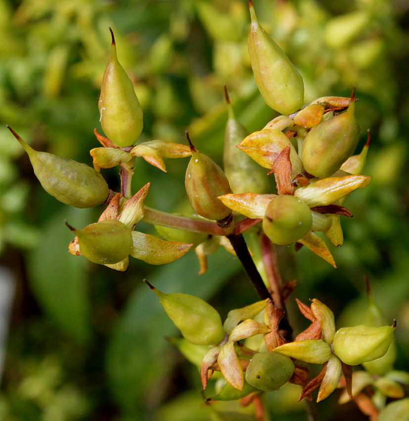Image of Hypericum frondosum specimen.