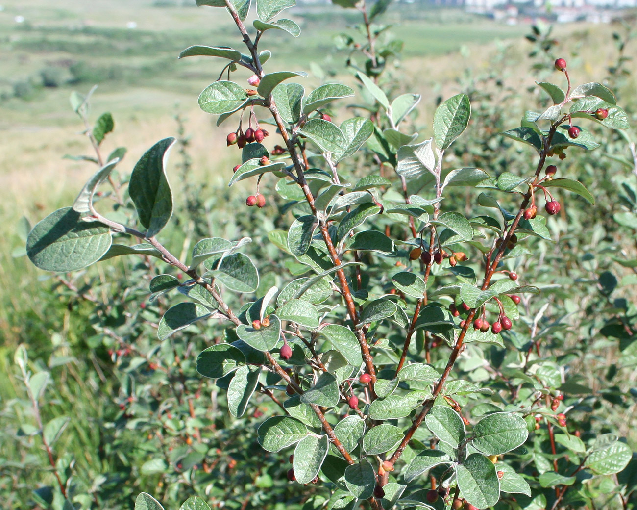 Image of Cotoneaster melanocarpus specimen.