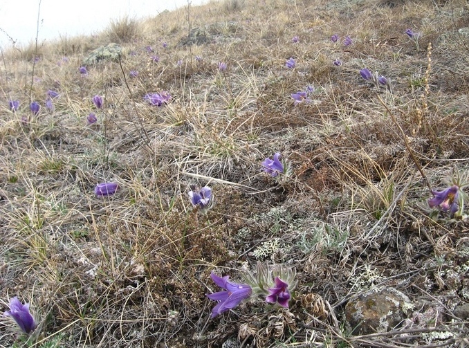 Изображение особи Pulsatilla turczaninovii.