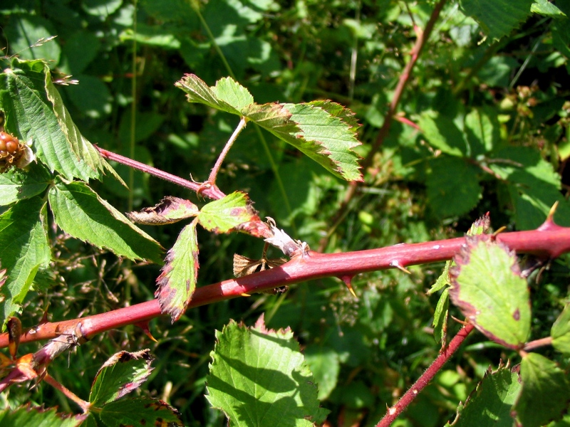 Изображение особи род Rubus.