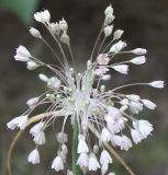 Allium paniculatum