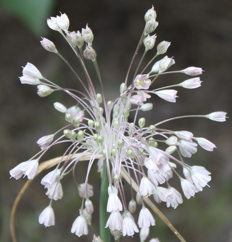 Image of Allium paniculatum specimen.