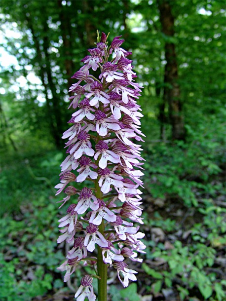 Image of Orchis purpurea ssp. caucasica specimen.