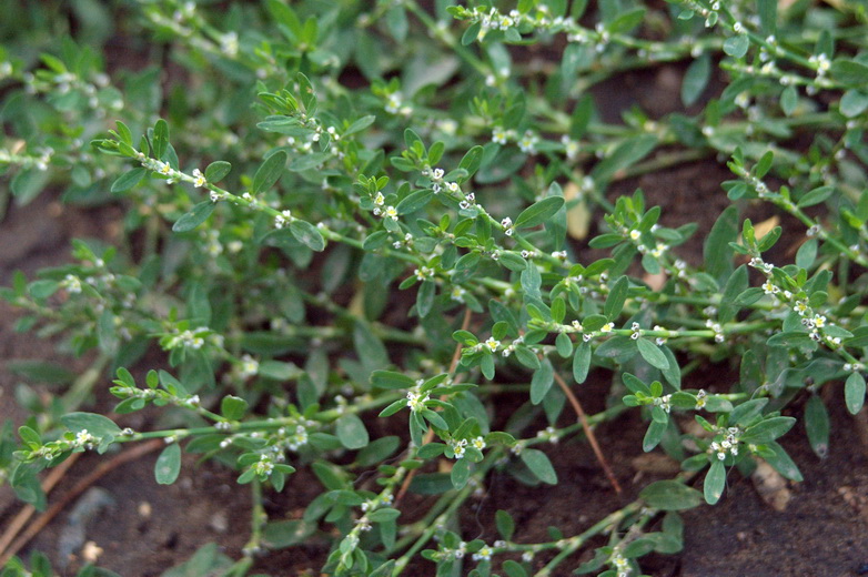 Изображение особи Polygonum arenastrum.