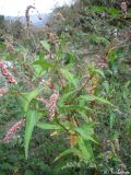 Persicaria lapathifolia