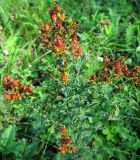 Hypericum perforatum