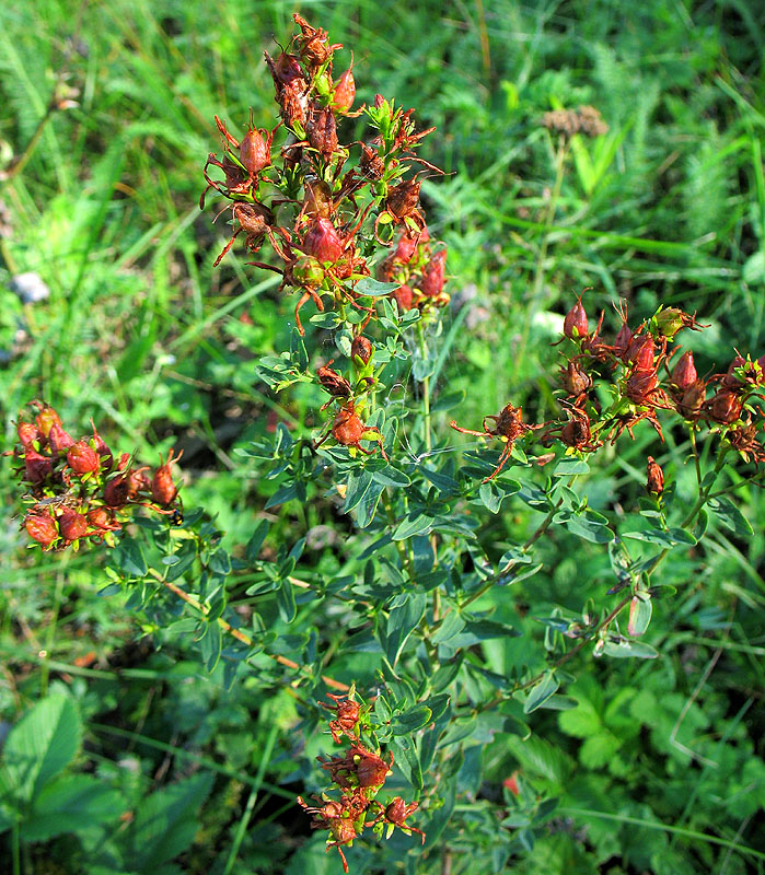 Image of Hypericum perforatum specimen.