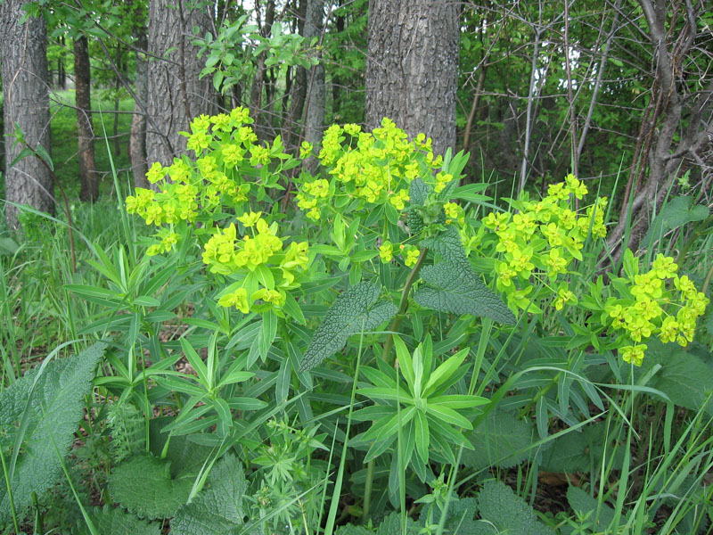 Изображение особи Euphorbia semivillosa.