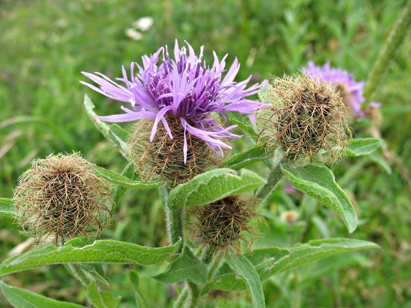 Изображение особи Centaurea abnormis.