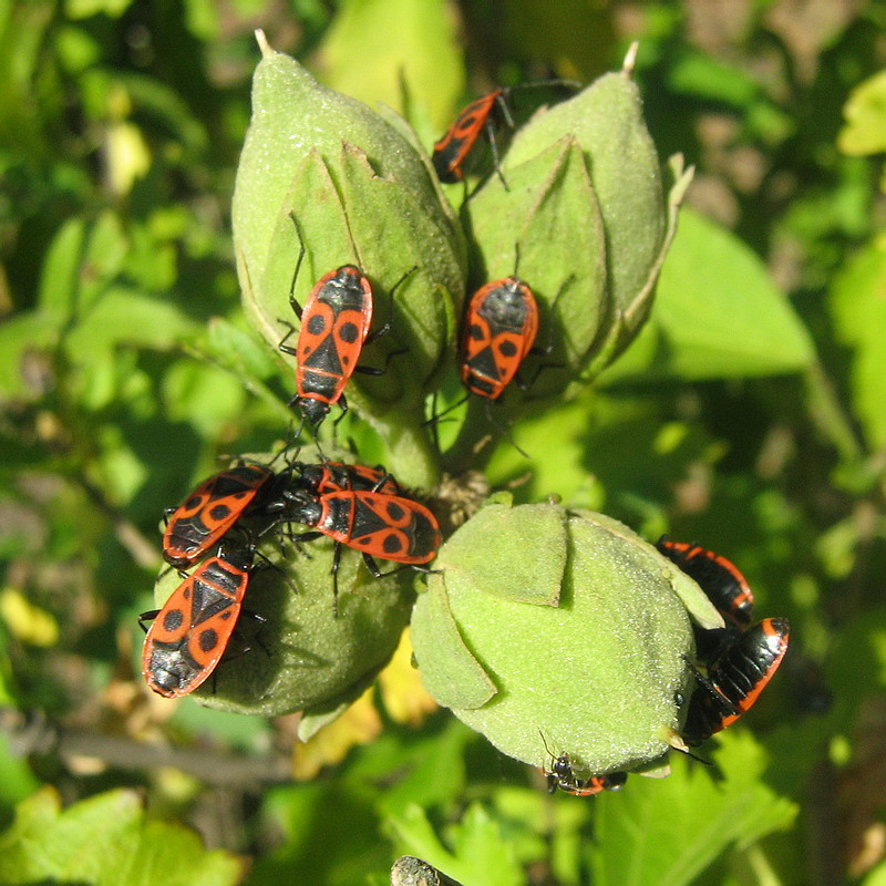 Image of Hibiscus syriacus specimen.