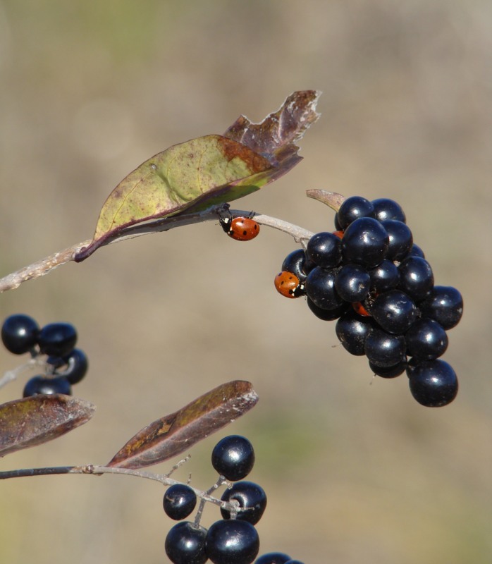 Image of Ligustrum vulgare specimen.