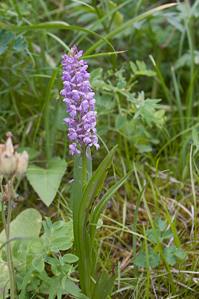 Изображение особи Gymnadenia conopsea.