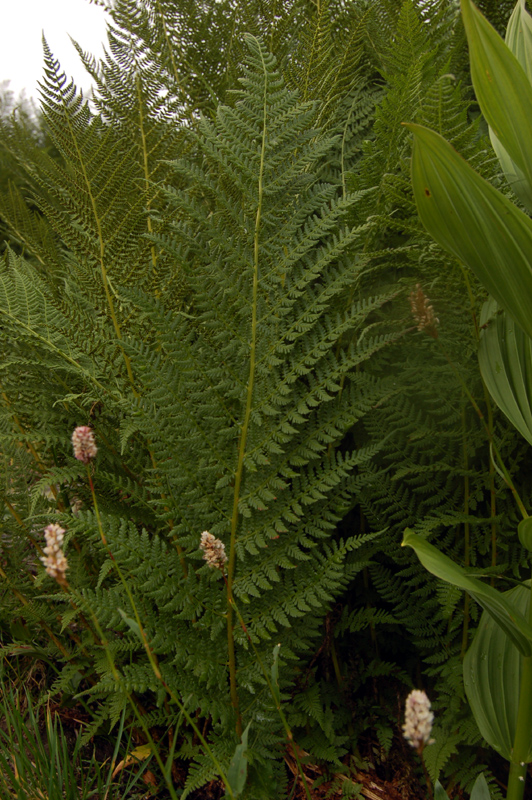 Изображение особи Athyrium distentifolium.