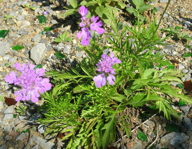 Изображение особи Scabiosa lachnophylla.