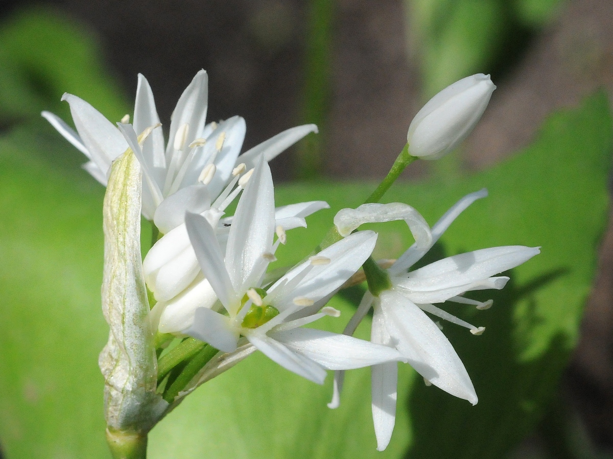 Изображение особи Allium ursinum.