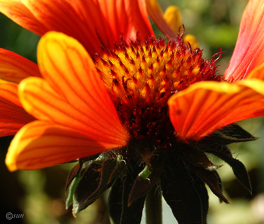 Image of Gaillardia aristata specimen.