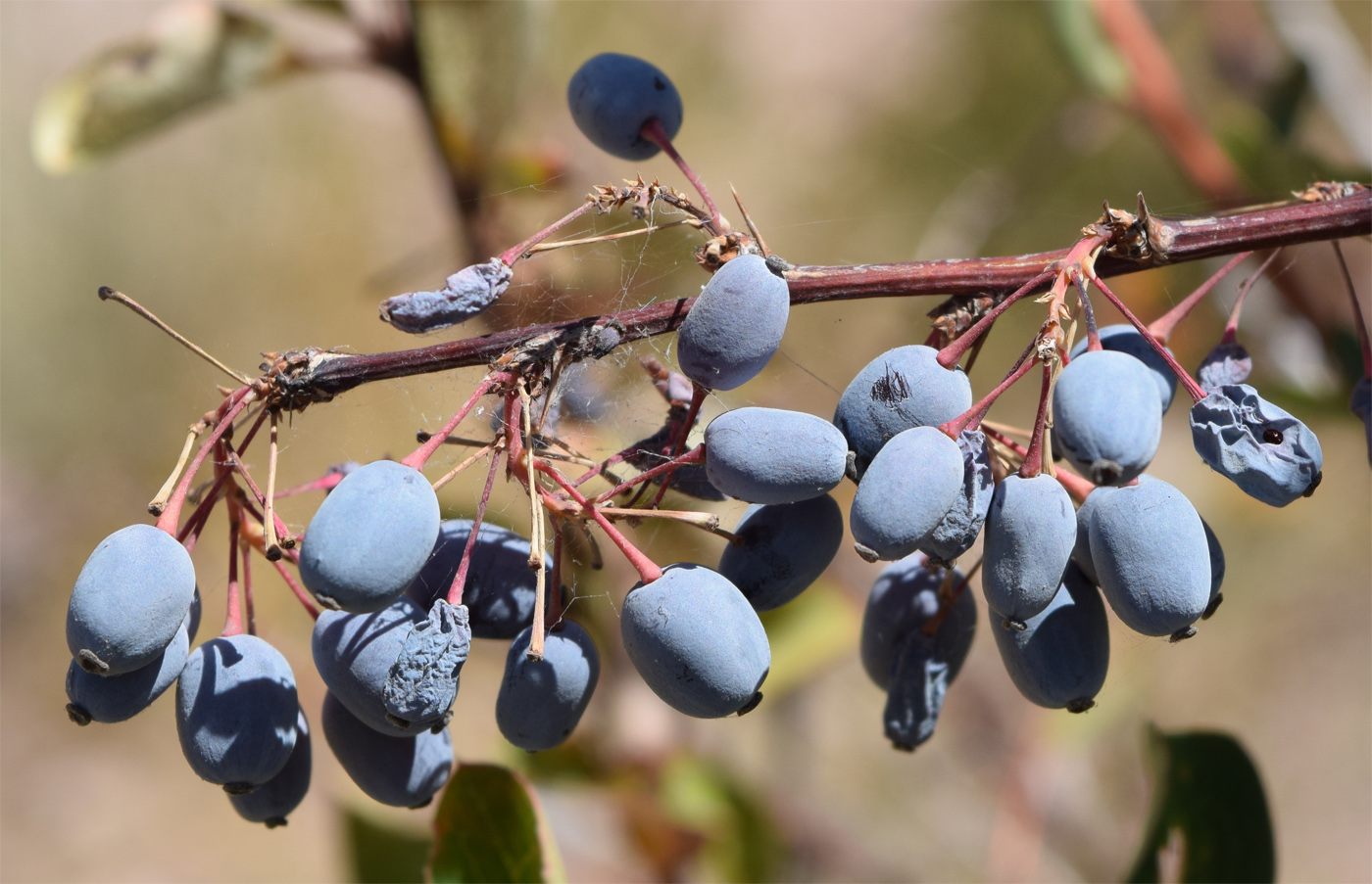 Image of Berberis integerrima specimen.