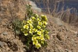 Chorispora sibirica. Цветущее растение. Кыргызстан, верховья реки Сусамыр. 29 апреля 2015 г.