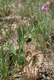Lathyrus hirsutus. Цветущее и плодоносящее растение. Западный Крым, южный берег Сакского озера. 23 мая 2015 г.