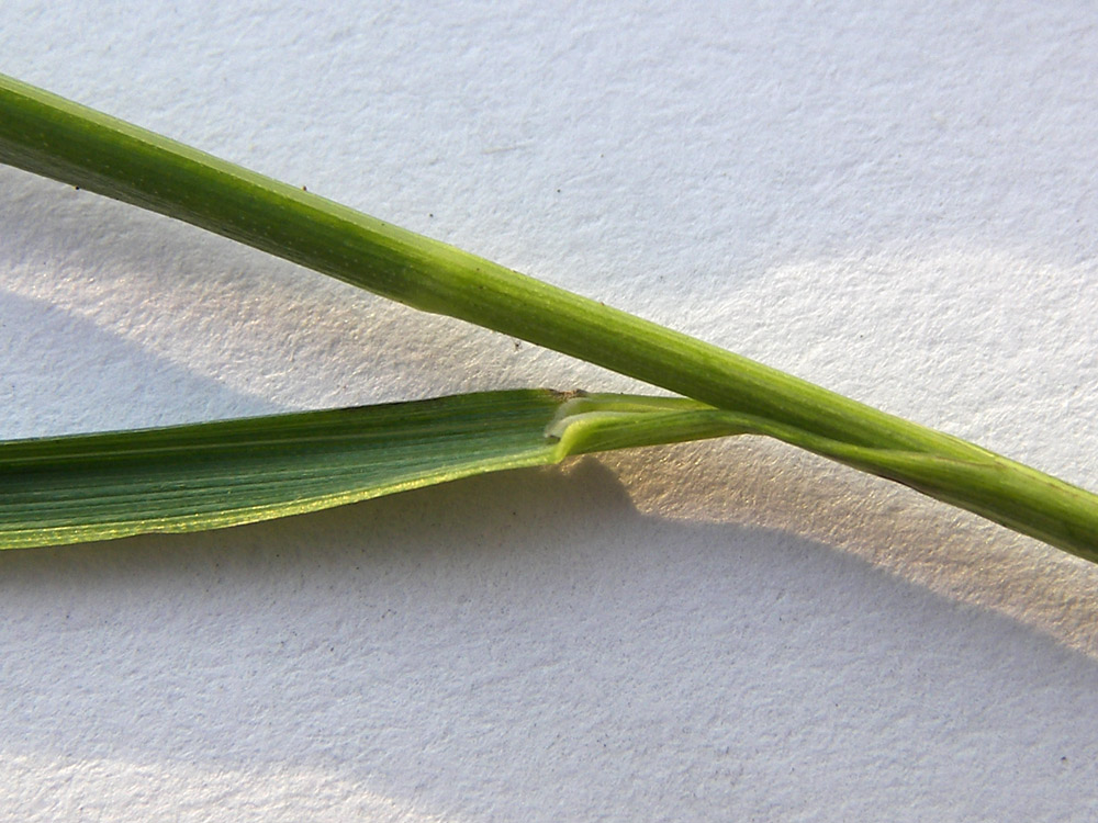 Image of Bromopsis gordjaginii specimen.