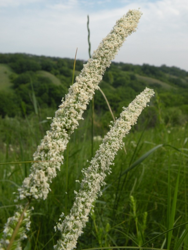 Image of Phleum phleoides specimen.