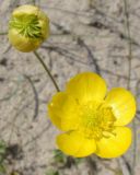 Ranunculus platyspermus. Цветок и завязавшийся плод. Казахстан, Кызыл-Ординская обл., г. Байконур, левый берег р. Сыр-Дарьи у понтонной переправы. 02.05.2010.