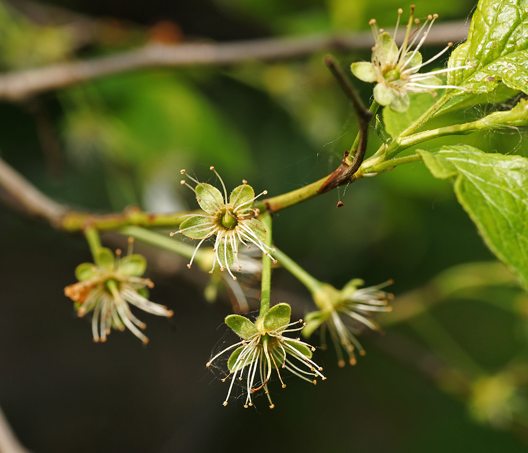 Image of Prunus domestica specimen.