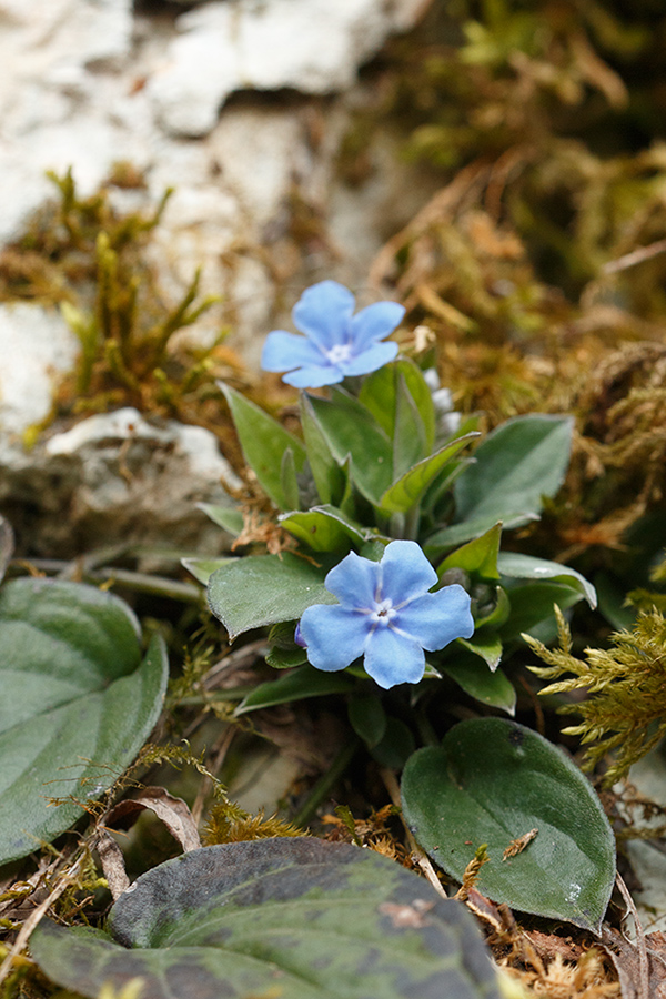 Image of Omphalodes cappadocica specimen.