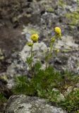 Artemisia norvegica. Цветущее растение в сообществе с Dryas octopetala. Свердловская обл., Карпинский городской округ, гора Серебрянский Камень, зона горной тундры на выс. 1100-1280 м н.у.м. 18.07.2015.