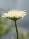 Knautia montana