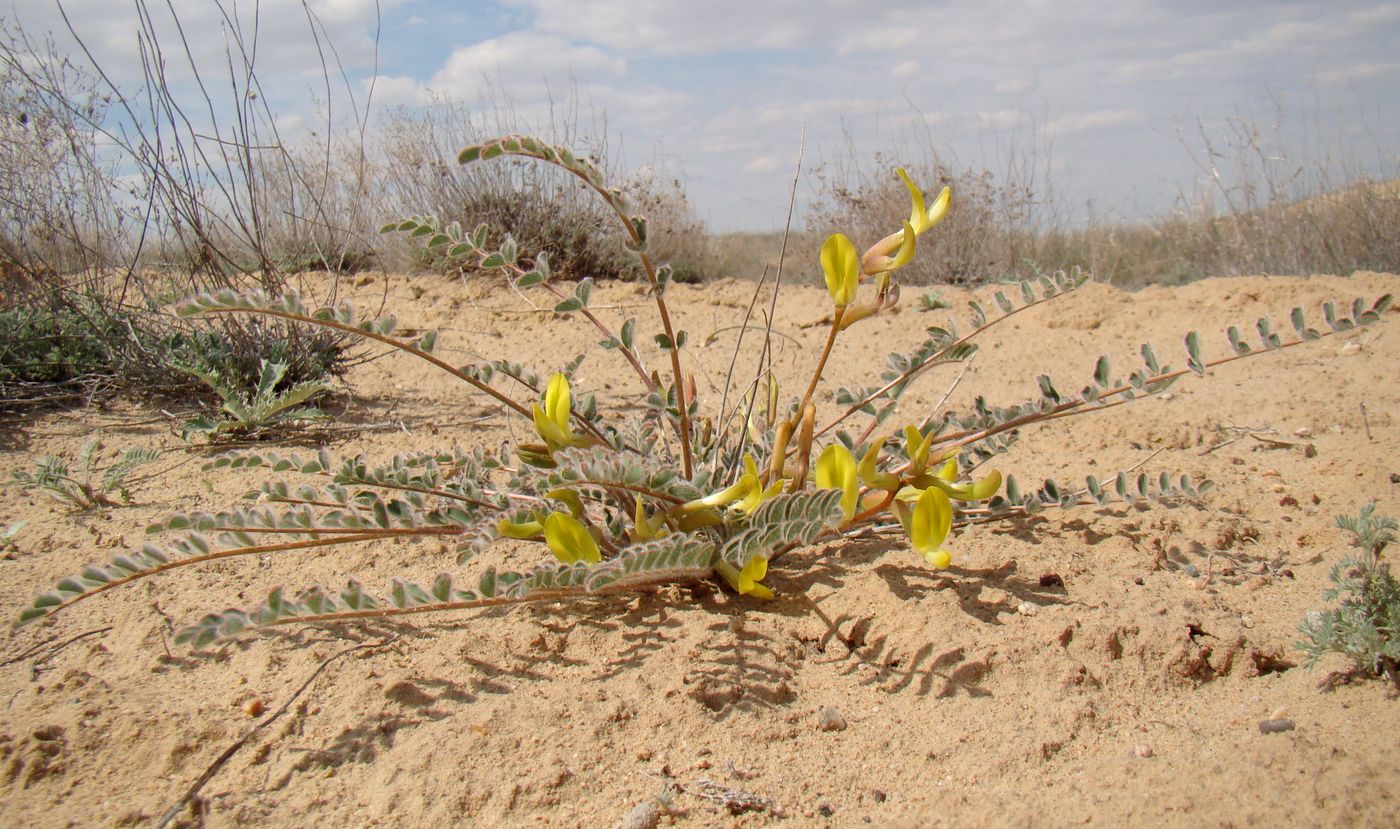 Изображение особи Astragalus flexus.