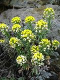 Alyssum lenense