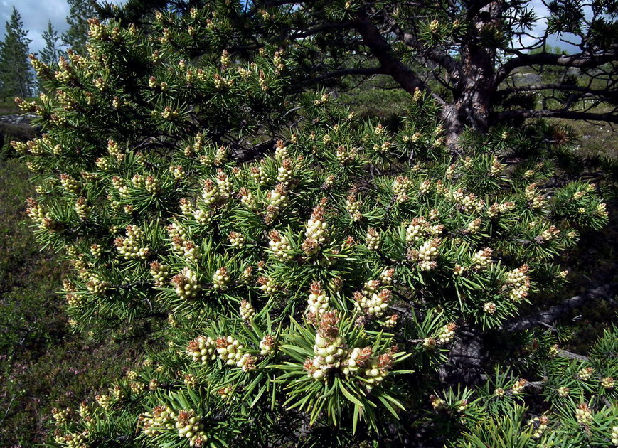 Изображение особи Pinus friesiana.