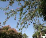 Calliandra haematocephala