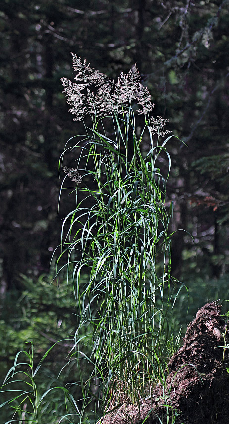 Image of Calamagrostis langsdorffii specimen.