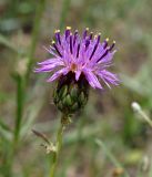 Centaurea adpressa. Соцветие. Кыргызстан, Нарынская обл., правый берег р. Нарын, окр. с. Ак-Булун, I надпойменная терраса. 05.07.2015.