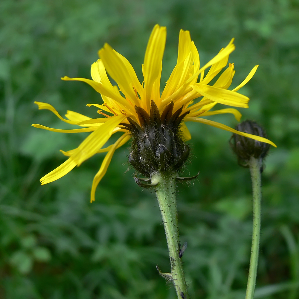 Изображение особи Crepis sibirica.