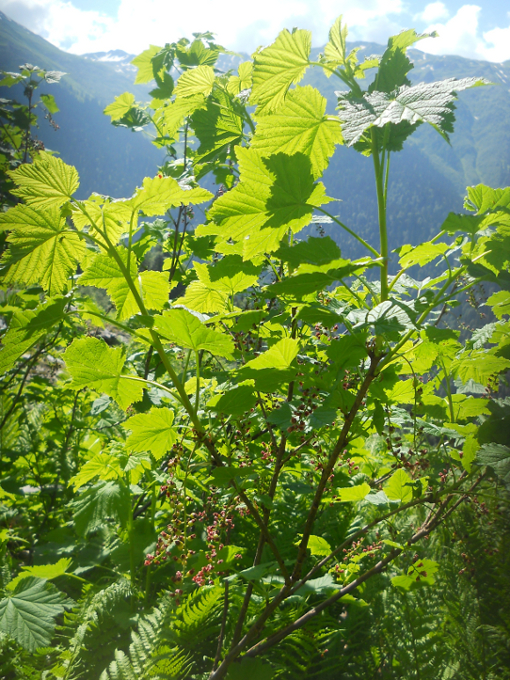 Image of Ribes biebersteinii specimen.